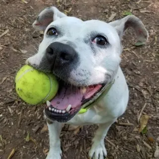 White bulldog mix Brandy