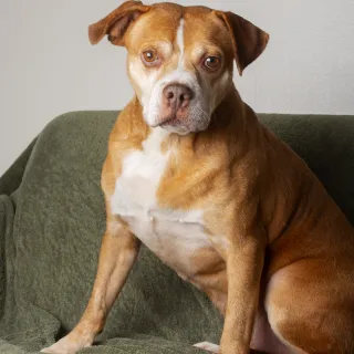 brown dog sitting in natural light