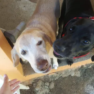 black lab and yellow lab