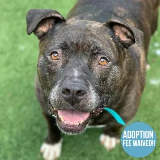 brindle pit bull smiling