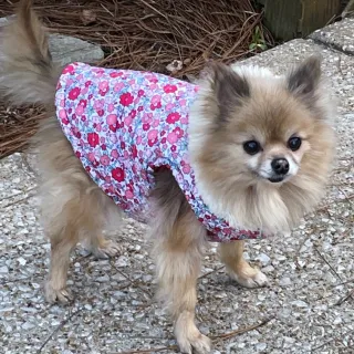 fluffy pomeranian wearing floral top