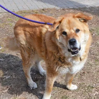 Blonde chow mix smiling with a purple leash Blonde chow mix smiling with a purple leash