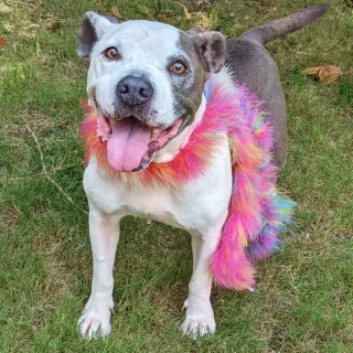 pit bull with feather boa