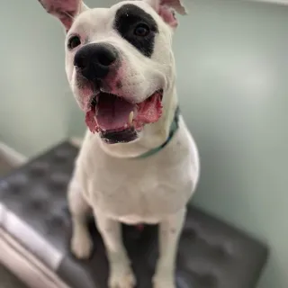 black and white pit bull smiling
