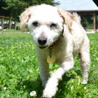 Poodle mix Empanada