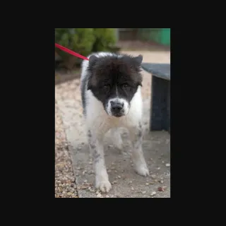 Black and white Akita mix Fabio