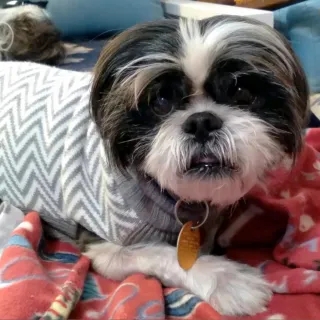 shih tzu