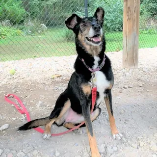 black and white collie outside