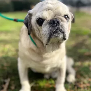 senior pug