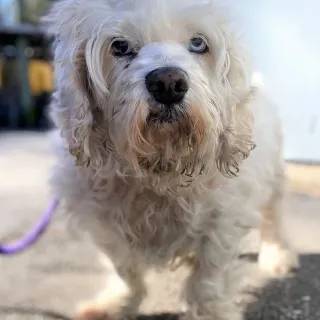 white poodle mix