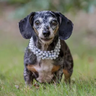 speckled dachshund with pearl necklace