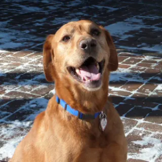 Close up of fox red Labrador Retriever Gabe