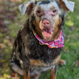 border collie mix