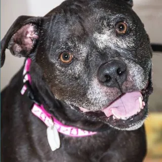 Close up of black pit bull mix
