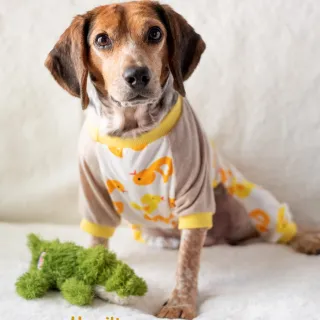 beagle in pajamas