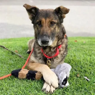 Hannah with paws crossed