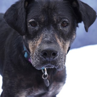 brown and black hound mix