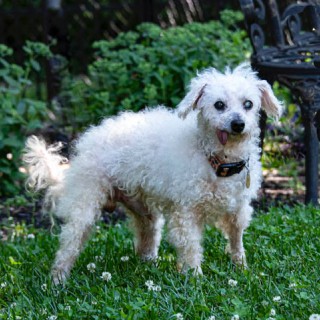 old white poodle standing in grass