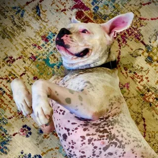 white boxer with spotted underbelly