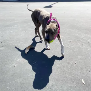 Grey pit bull Juda playing with toy