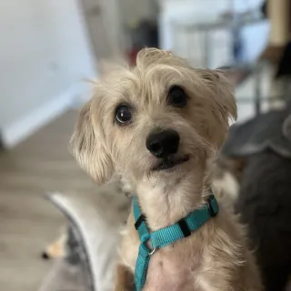 small white dog on chair