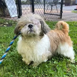 white and gray dog in the grass