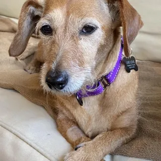 Wire Haired Dachshund mix Kona