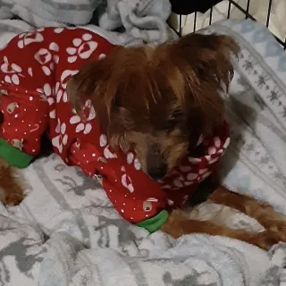 dog in pajamas