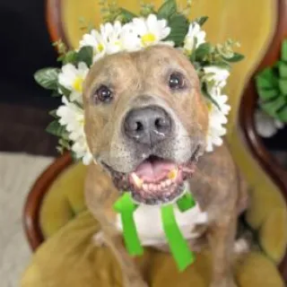 pit bull wearing flower crown