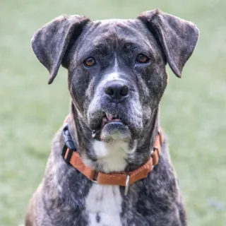 grey mixed breed dog