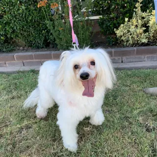 White Chinese Crested dog Lexi