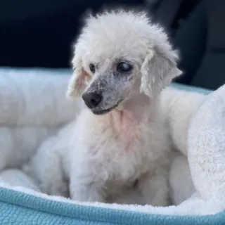 white mini poodle