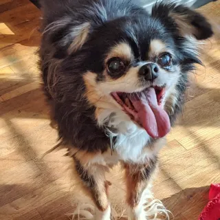 small dog with curly fur