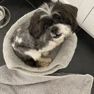 grey and white shih tzu in dog bed