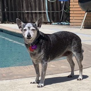 black and grey dog standing poolside