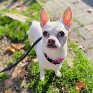 White Chihuahua Max