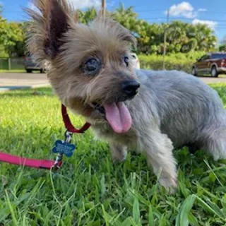 Yorkie Maybelle