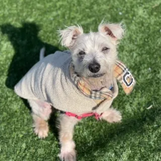 scruffy white terrier