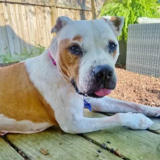 pit bull mix laying down