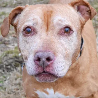 Light brown pit bull mix Miss Cleo