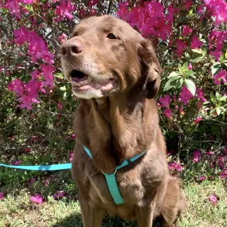 brown lab Molly