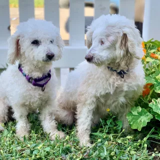 White poodles Mr. & Mrs.