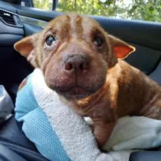 Shar Pei Corgi Mr. Crabby Pants