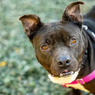 black pit bull terrier