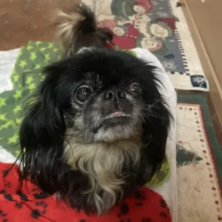 pekingnese