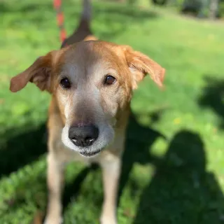 tan dog in grass