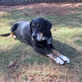 black hound laying down