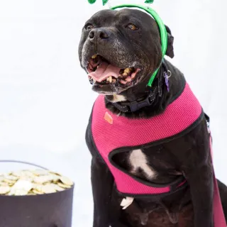 Black pit bull type dog wearing shamrock headband