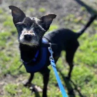 black small dog