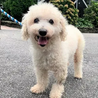 white dog facing camera